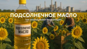 Производство подсолнечного масла: как выращивают подсолнухи 🌻
