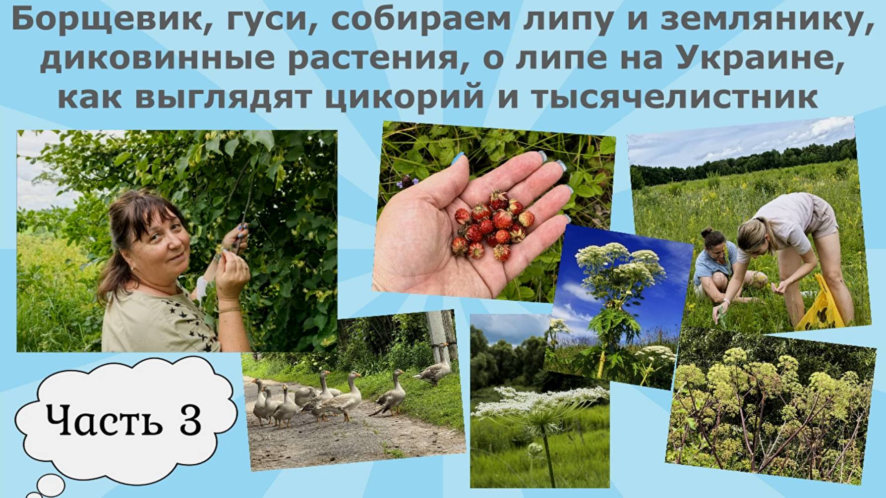 Борщевик,гуси,собираем липу и землянику,диковинные растения,о липе на Украине,цикорий и тысячелистн