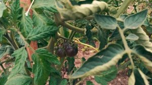 однажды в лесу #лес #лето #деревня #отдых