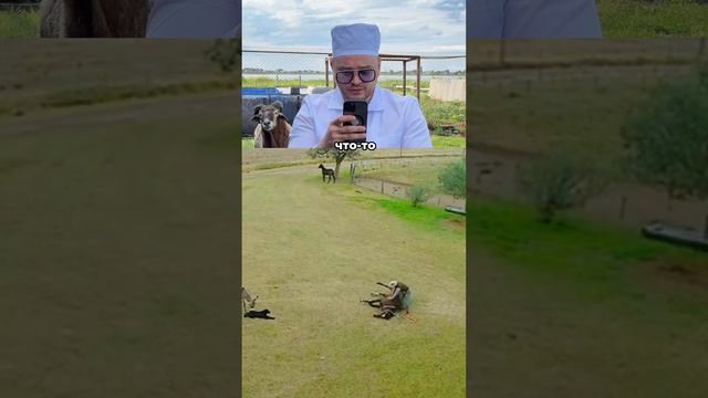 Опасная ситуация с лошадью 🐎