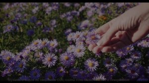 Что скрывают эти звуки - Wish -- Ketsa -- Abundance