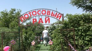 Лотосовый рай 2025