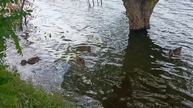 Завтрак на озере🦆🌿