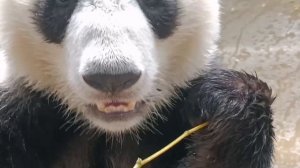 🐼 Летний сюрприз для Катюши! 🌸