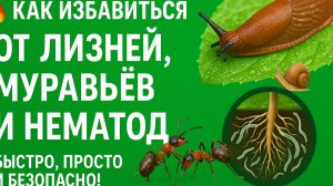 🔥 Как избавиться от слизней, муравьёв и нематод — быстро, просто и безопасно