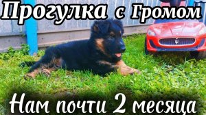 ГРОМУ скоро 2 месяца,вышли гулять с щенком | опробовали новую расчёску