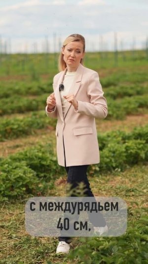 На каком расстоянии лучше высаживать землянику садовую?
