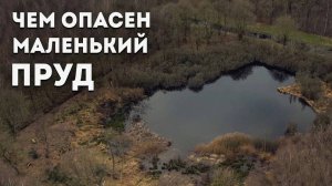 Лептоспироз. Как стоячие водоёмы становятся источником инфекции