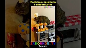Животные приколы и не только