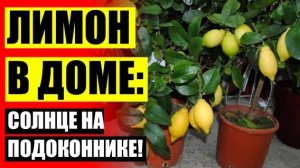 ☑ Как вырастить семена лимона в домашних условиях 🤘 Лимонное дерево из косточки фото 🔴