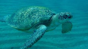 подводный мир красного моря   Шарм ЭЛЬ Шейх 2025 . РИФ отелей  Amphoras beach MONTECARLO