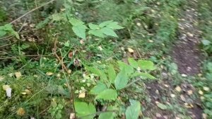 ручей.Цилиба