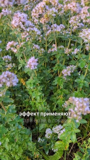 древняя трава матерей смотреть онлайн