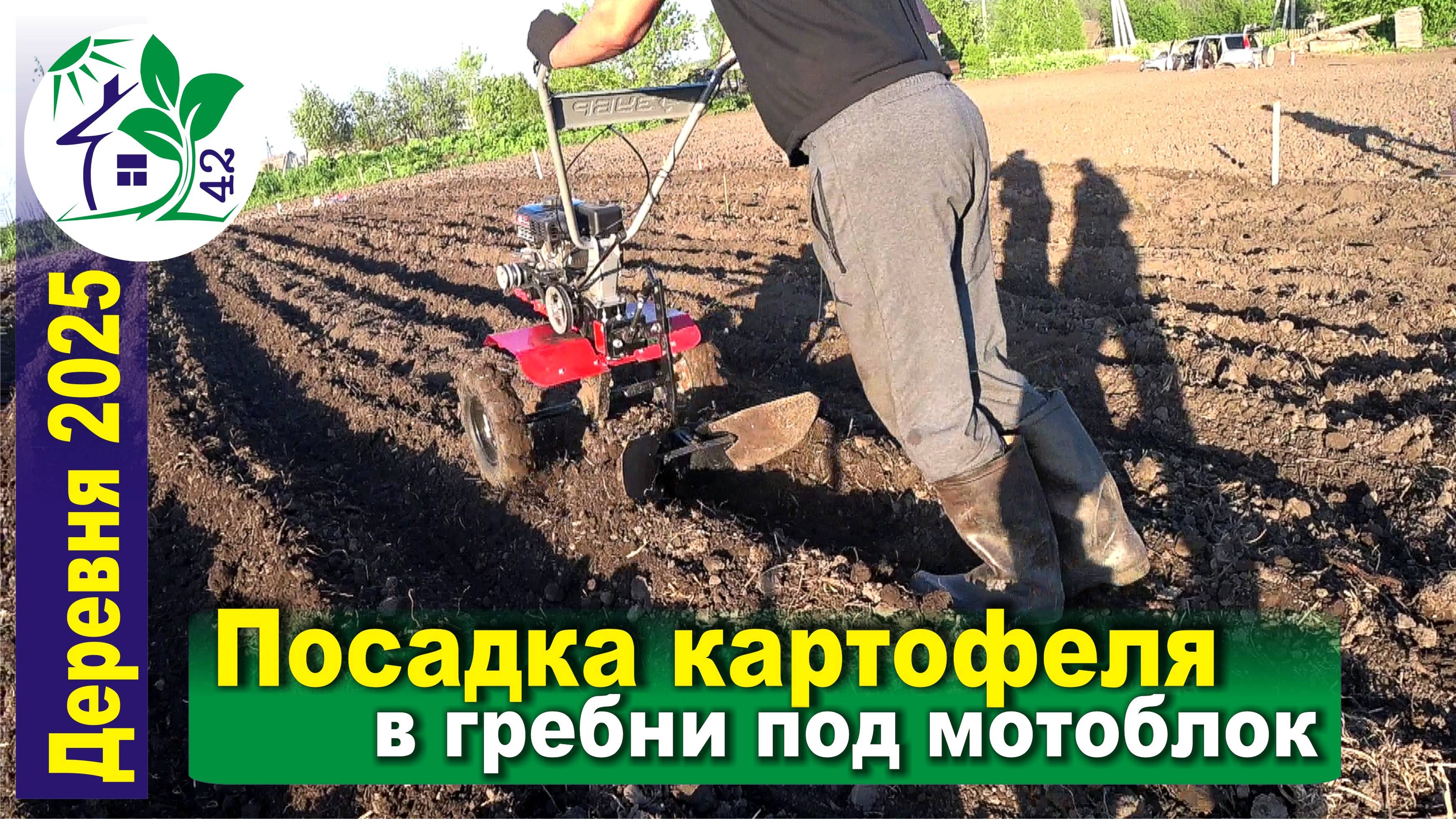 Посадка картофеля в гребни под мотоблок - первые работы в деревне