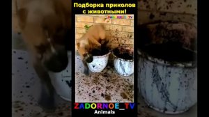 Животные приколы и не только