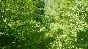 дорога лесная