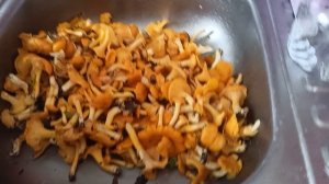 Лисички дома.