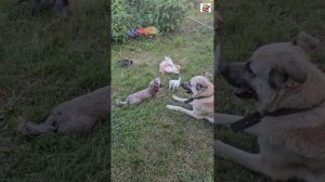 Прогулка 🌞❤️😻😻😻🐈🐈🐈🐈🐈🐈🐩🐕🏡
