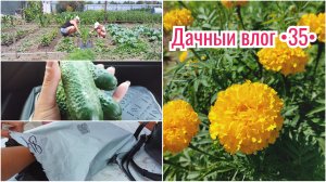 НАВОДИМ ПОРЯДОК В ГРЯДКАХ // ПОКУПКИ // ПОГОДА ОЧЕНЬ ЖАРКАЯ