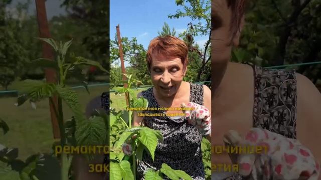 Нужно ли летом обрезать малину?