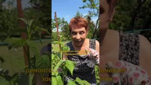 Нужно ли летом обрезать малину?