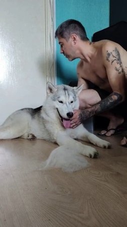 Вычес Хаски 🤣