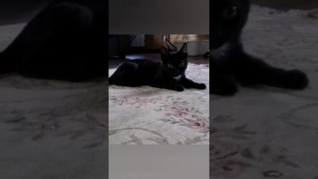 ПРО ЧЁРНОГО КОТА ЛЮСИКА, КОТОРОМУ "ПОВЕЗЁТ", А НЕ "НАОБОРОТ"!😊❤️