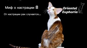 Миф о кастрации 8
От кастрации может быть рак, так ли это?