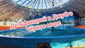 Сходили не зря в Дельфинарий Джубга на Чёрном море. Летний отдых с детьми.