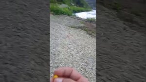 Рыбалка на радужную форель 👍 🔥 👌😎☺️