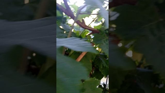 Шикарный виноград! Я не знаю как он называется!