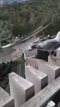 затролили кореша,жиза