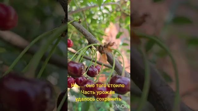 вишня
