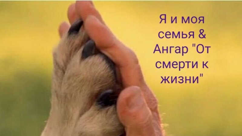 Совместный проект помощи бездомным животным "Я и моя семья & Ангар 'От смерти к жизни "