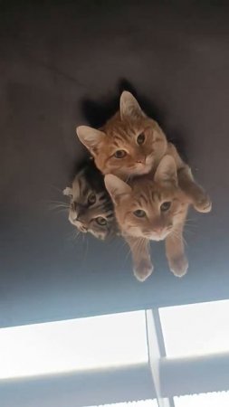 Ведётся кото наблюдение