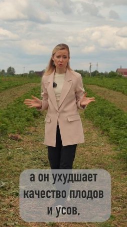 Как часто стоит менять кусты земляники садовой?