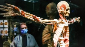 Сибирские ученые научились выращивать человеческие кости из рыбьих голов