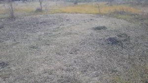 След после инопланетной коровы