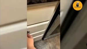 Смешные видео про собак,кошек 🐈 🐕