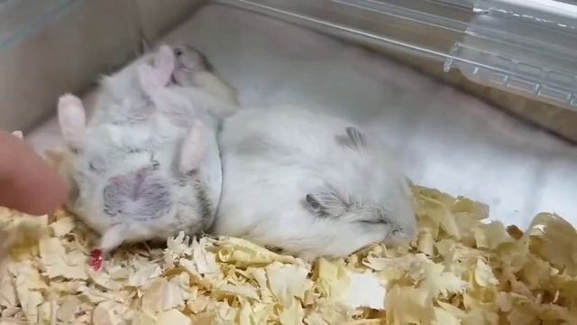 ну не дадут поспать 😊
