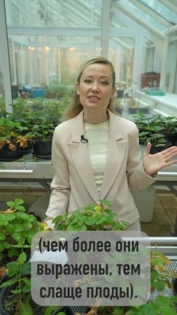 Что влияет на вкус земляники садовой?