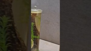 Китай. Джалайнор. Музей.