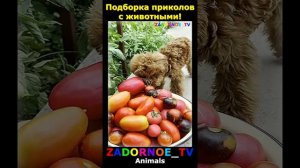 Животные приколы и не только