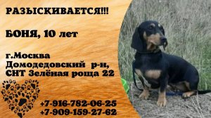 Пропала собака! БОНЯ. 10 лет. Московская обл,  Домодедовский р-он,  СНТ Зелёная роща