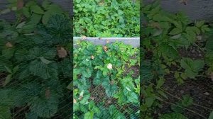 2025-07-12 Как выясняется жара тоже плохо. + 34. Обзор на даче.