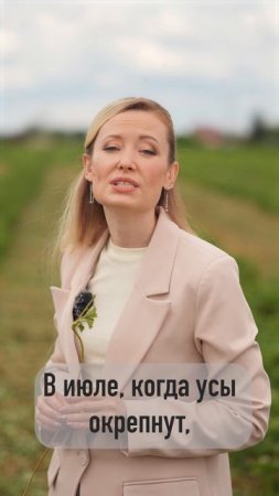 Какие усы подойдут для размножения земляники садовой?