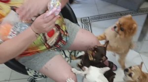 Конечно Любаща привезла подарки хвостикам.