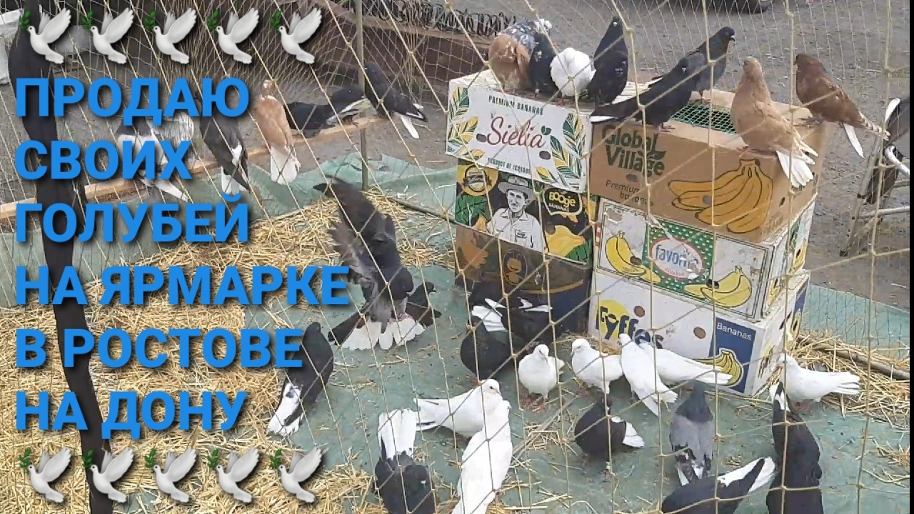 🕊🕊🕊 Продаю своих голубей на ярмарке в Ростове на Дону. Pigeons Fair. Bird Market.