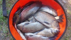 Ловля КАРАСЯ на озере с Лилиями.