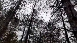 Антоновский мост Днепр Лесной массив перед Херсоном